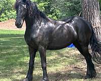 attention-friesian-horse