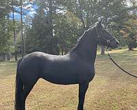 broodmare-friesian-horse