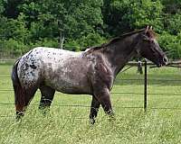 grulla-leopard-horse