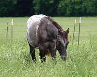 athletic-appaloosa-horse