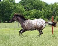 cowboy-mounted-shooting-appaloosa-horse