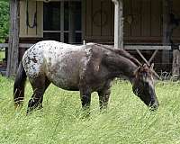 flashy-appaloosa-horse