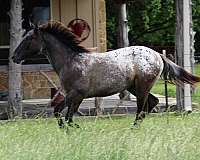 mounted-patrol-appaloosa-horse