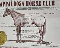 performance-appaloosa-horse