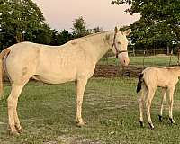 isabelo-andalusian-palomino-stallion