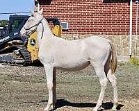 isabelo-andalusian-palomino-filly