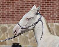 grand-daughter-andalusian-horse