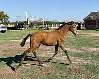 bay-palomino-andalusian-stallion