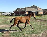 bay-palomino-breeding-horse