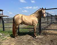 isabelo-breeding-stallion-horse