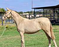 isabelo-breeding-stallion-horse