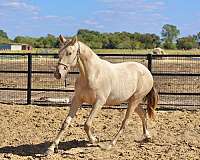 isabelo-andalusian-mare