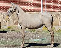 black-isabelo-andalusian-colt