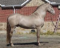 beautiful-filly-andalusian-horse