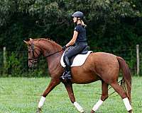 cross-fei-gelding