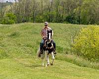 trail-tennessee-walking-horse