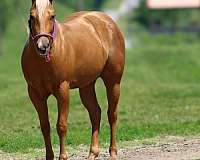 beginner-safe-quarter-pony
