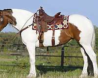 friesian-sport-pony-mare