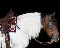 tobiano-friesian-pony