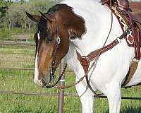 ranch-friesian-pony