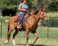 side-saddle-morgan-horse