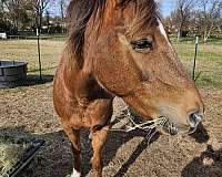 western-saddle-morgan-horse