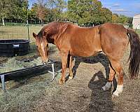 sidesaddle-morgan-horse