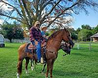 side-saddle-horse