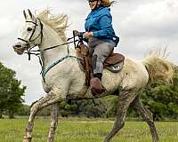 arabian-gelding