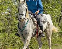 timid-arabian-horse