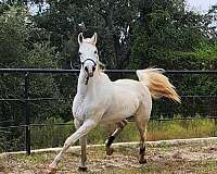 camper-arabian-horse