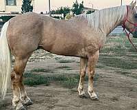 palomino-roan-dappled-horse