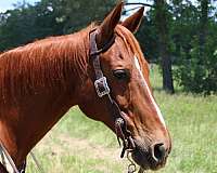 chestnut-hunter-under-sa-horse