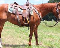 hunter-under-sa-gelding