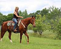 athletic-quarter-horse