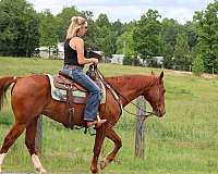 calf-roping-quarter-horse