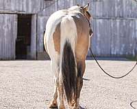 pinto-all-around-horse