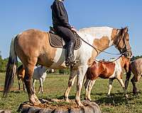 pinto-trail-horse