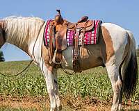 pinto-trail-riding-horse