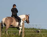 pinto-western-riding-horse