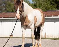 pinto-youth-horse