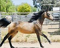 and-more-half-arabian-horse
