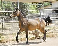 aqha-half-arabian-horse