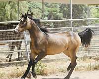 beautiful-black-half-arabian-horse