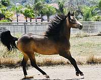 buckskin-filly-half-arabian-horse