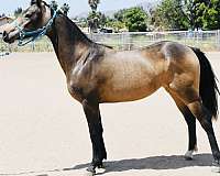 date-half-arabian-horse