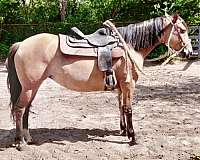 buckskin-spanish-mustang-mare