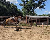 active-spanish-mustang-horse