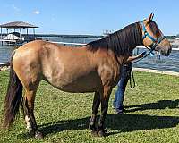 affordable-spanish-mustang-horse