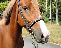 adorable-morgan-horse